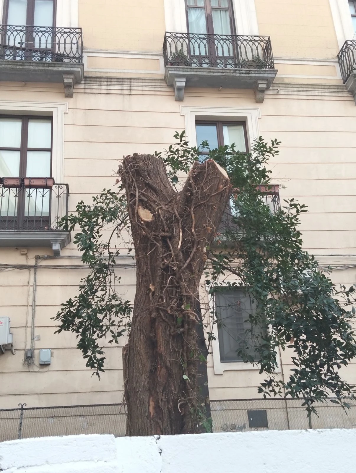 Catanzaro, la denuncia di Opat: “Tagliato albero centenario in centro”