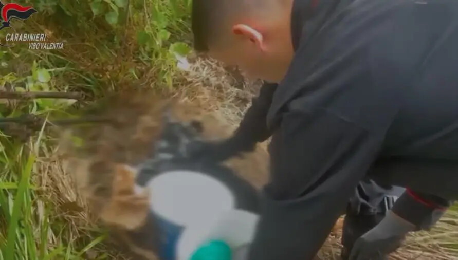 images Scoperti 3 arsenali nascosti tra la vegetazione e in 2 casolari nel Vibonese