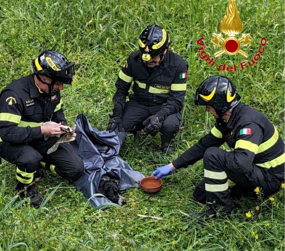 Travolto da un’auto e scaraventato nel canneto: cane salvato dai Vigili del Fuoco nel vibonese images Travolto da un’auto e scaraventato nel canneto: cane salvato dai Vigili del Fuoco nel vibonese