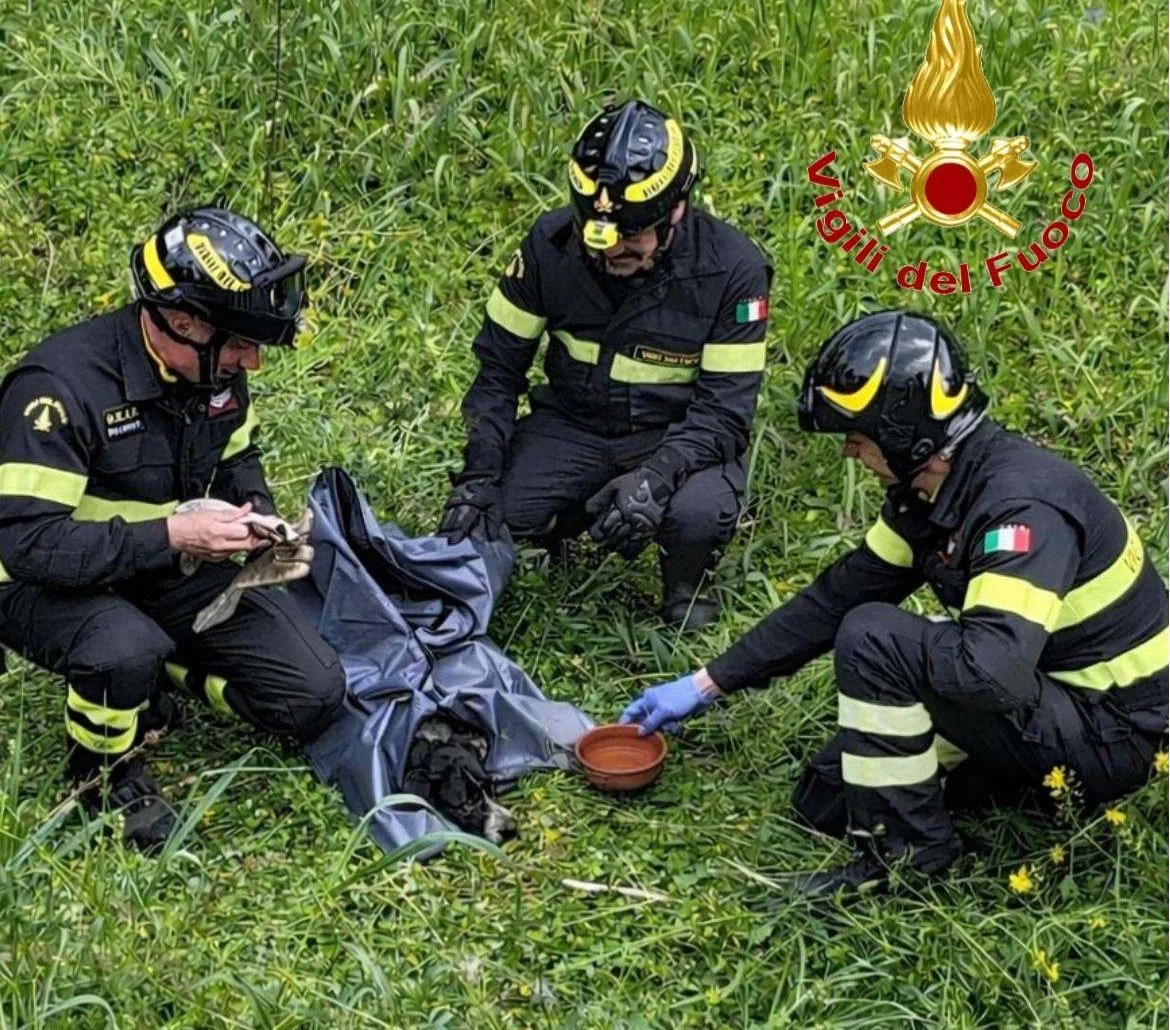 Travolto da un’auto e scaraventato nel canneto: cane salvato dai Vigili del Fuoco nel vibonese
