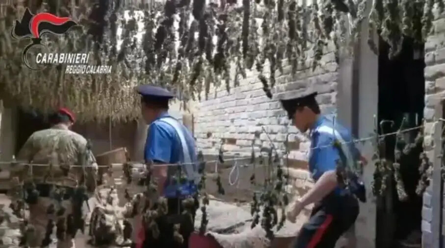 images Taurianova, due quintali di marijuana sepolti in bidoni interrati: arrestato dai Carabinieri (VIDEO)