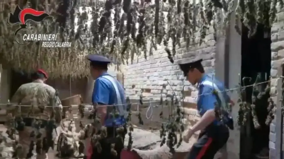 images Taurianova, due quintali di marijuana sepolti in bidoni interrati: arrestato dai Carabinieri (VIDEO)