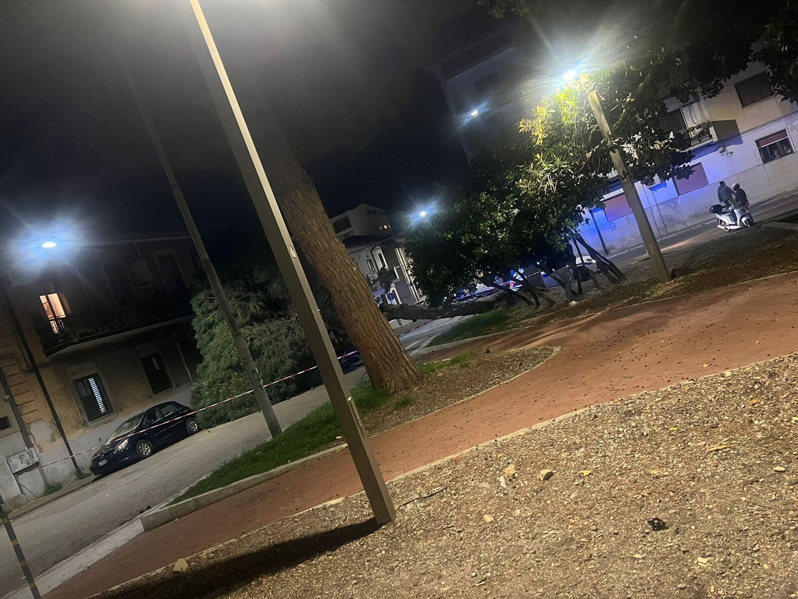 images Cade un pino a Santa Caterina, il Comitato di quartiere: "Necessaria verifica urgente del patrimonio arboreo"