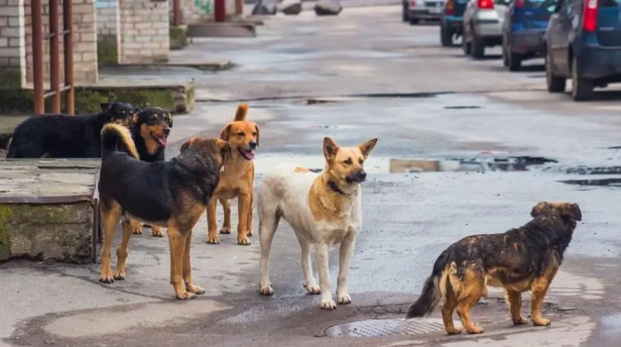 Catanzaro, ordinanza per la tutela degli animali in estate: accolte le richieste dell’OPAT