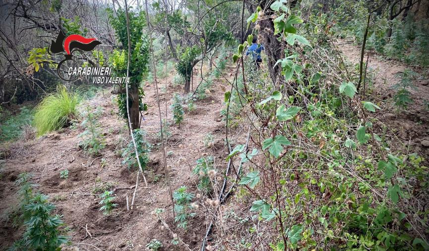 Vibo Valentia. I carabinieri scovano una piantagione di marijuana attrezzata e nascosta tra alberi ed erbacce: estirpate 236 piante images Vibo Valentia. I carabinieri scovano una piantagione di marijuana attrezzata e nascosta tra alberi ed erbacce: estirpate 236 piante