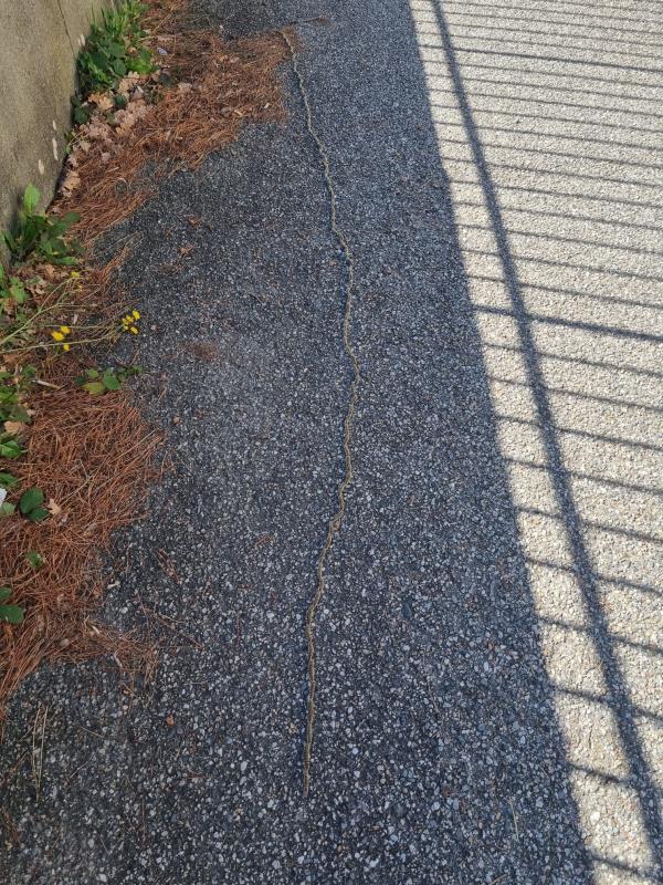 images Scuola Manzoni invasa dalla processionaria, l’allarme di Rotundo (Fare per Catanzaro) 
