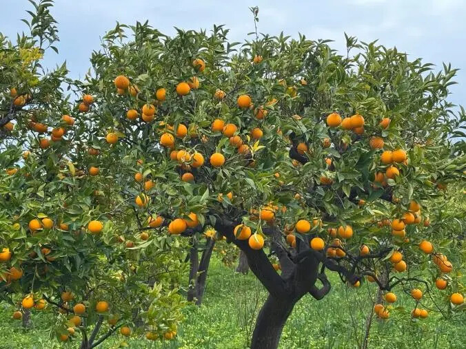 images Slow Food si arricchisce di un nuovo presidio: è l'arancia bionda tardiva di Trebisacce
