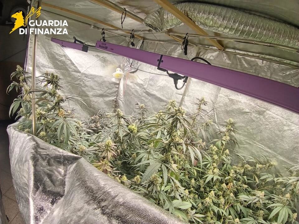 images Sequestrato nel Cosentino un appartamento allestito per la coltivazione "indoor" della cannabis 