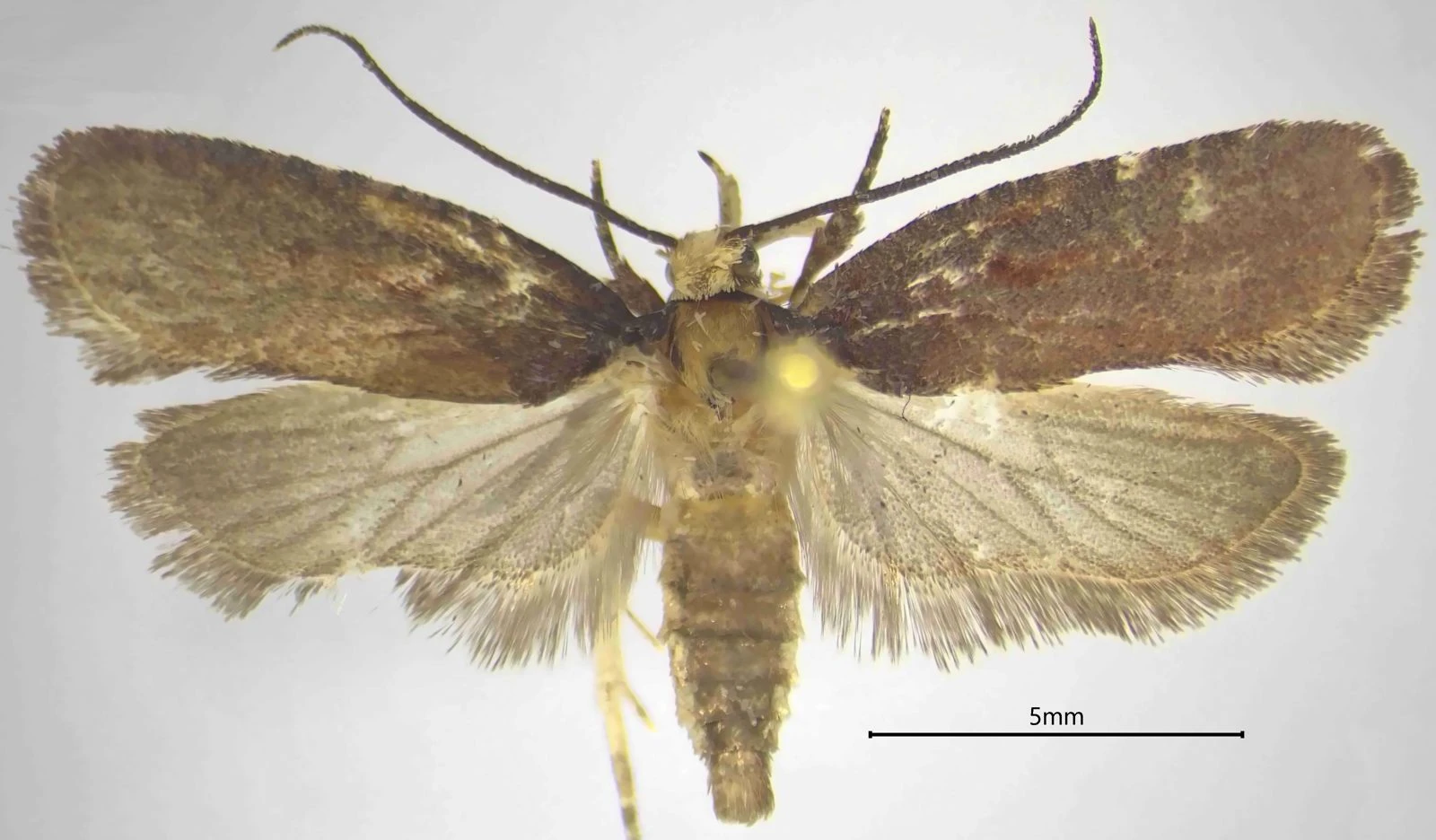 Biodiversità, una nuova specie di falena scoperta dal CREA nelle foreste della Calabria