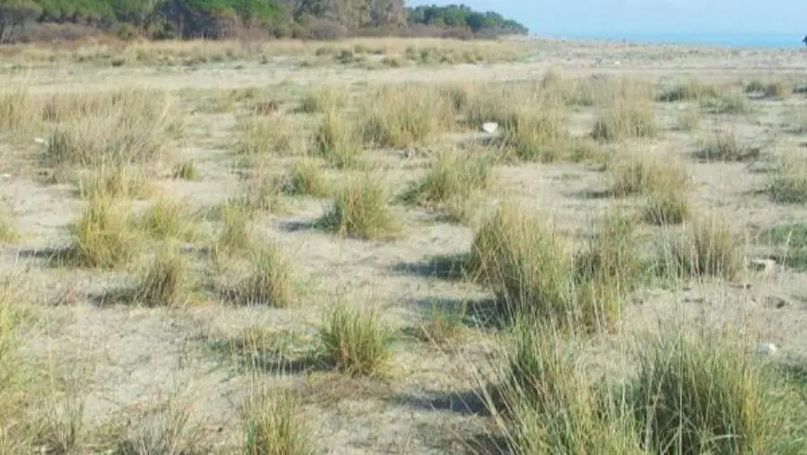 Catanzaro ha la sua prima area protetta: approvata la convenzione per la Riserva Naturale delle Dune di Giovino
