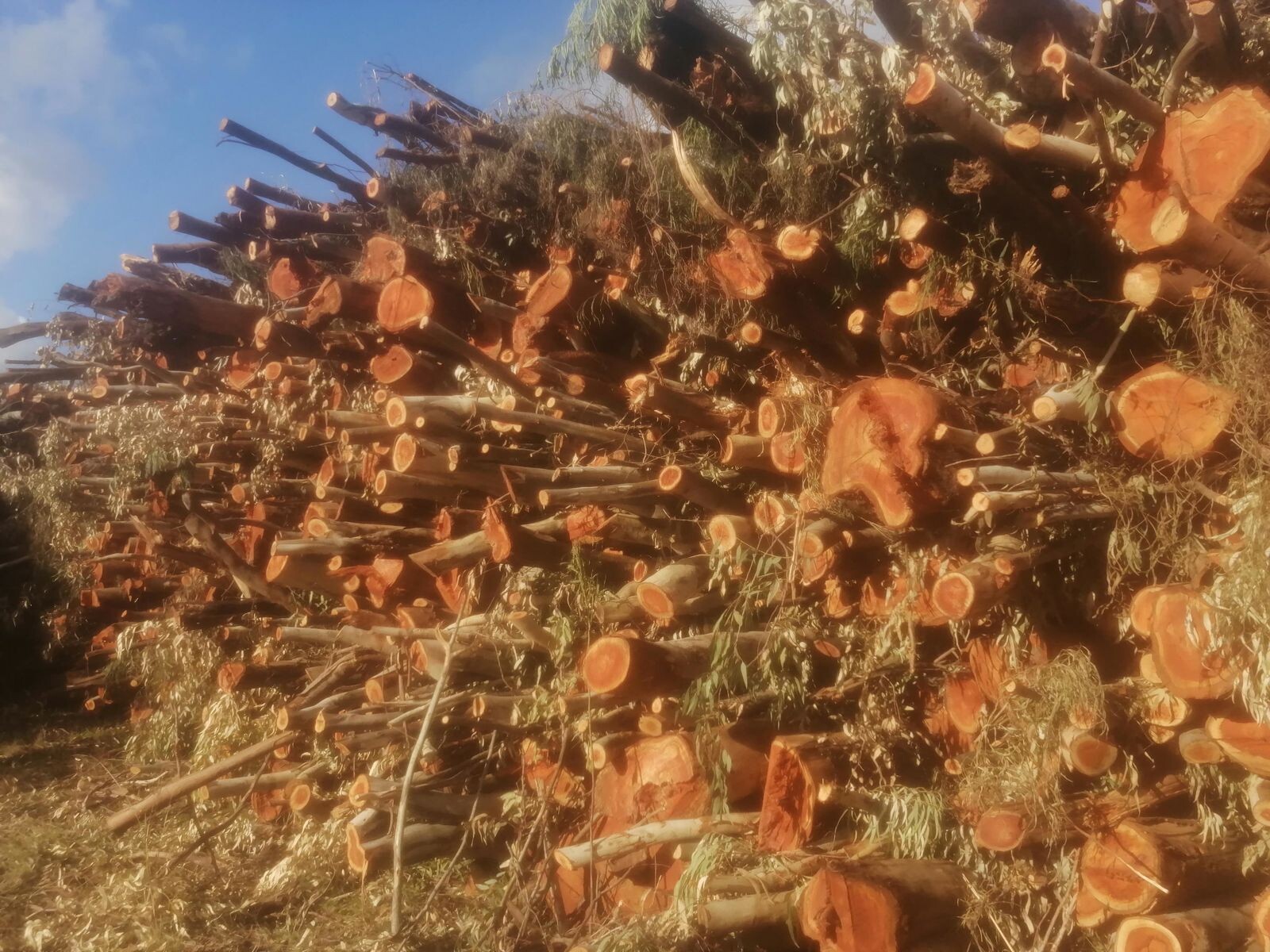 images "Un anno dallo scempio dell'Oasi di Squillace, ma tutto tace": la denuncia dell'OPAT