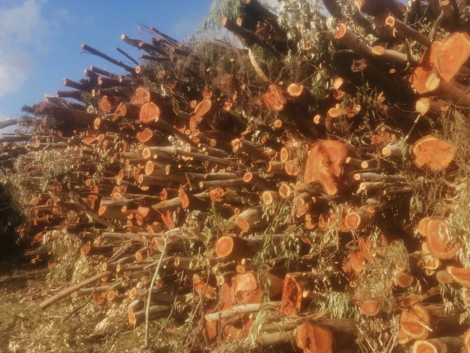 "Un anno dallo scempio dell'Oasi di Squillace, ma tutto tace": la denuncia dell'OPAT