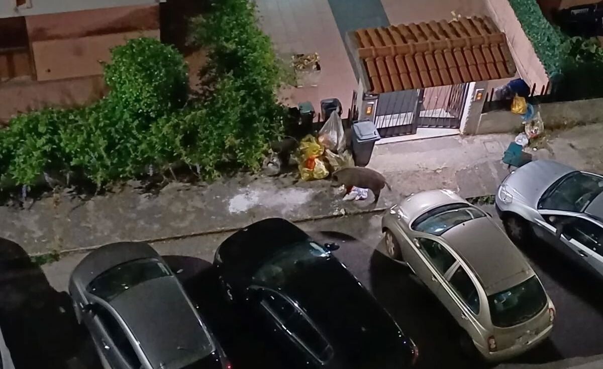 Cinghiali e cinghialesse, i 'turisti della 'movida' su via Teti e via Sinopoli nella zona nord di Catanzaro images Cinghiali e cinghialesse, i 'turisti della 'movida' su via Teti e via Sinopoli nella zona nord di Catanzaro