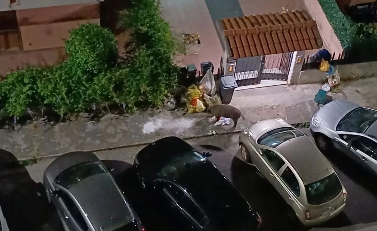 Cinghiali e cinghialesse, i 'turisti della 'movida' su via Teti e via Sinopoli nella zona nord di Catanzaro