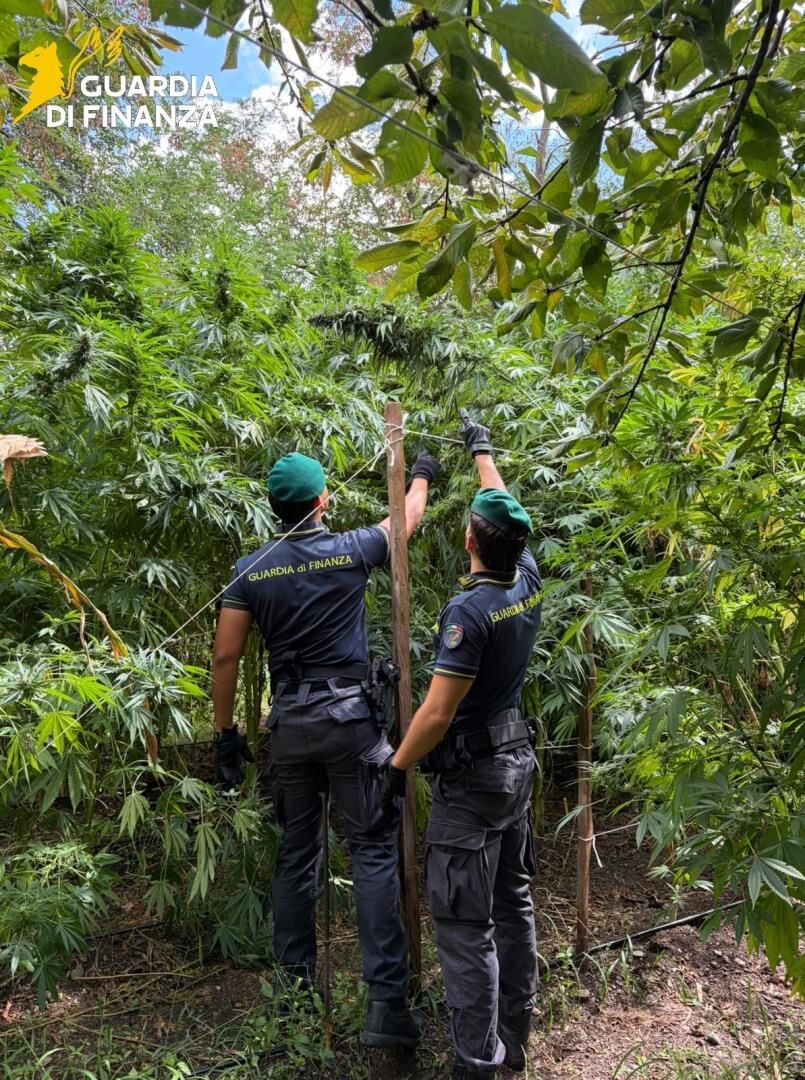 images Catanzaro, individuate e sequestrate 19 piantagioni di canapa indiana in più località montuose