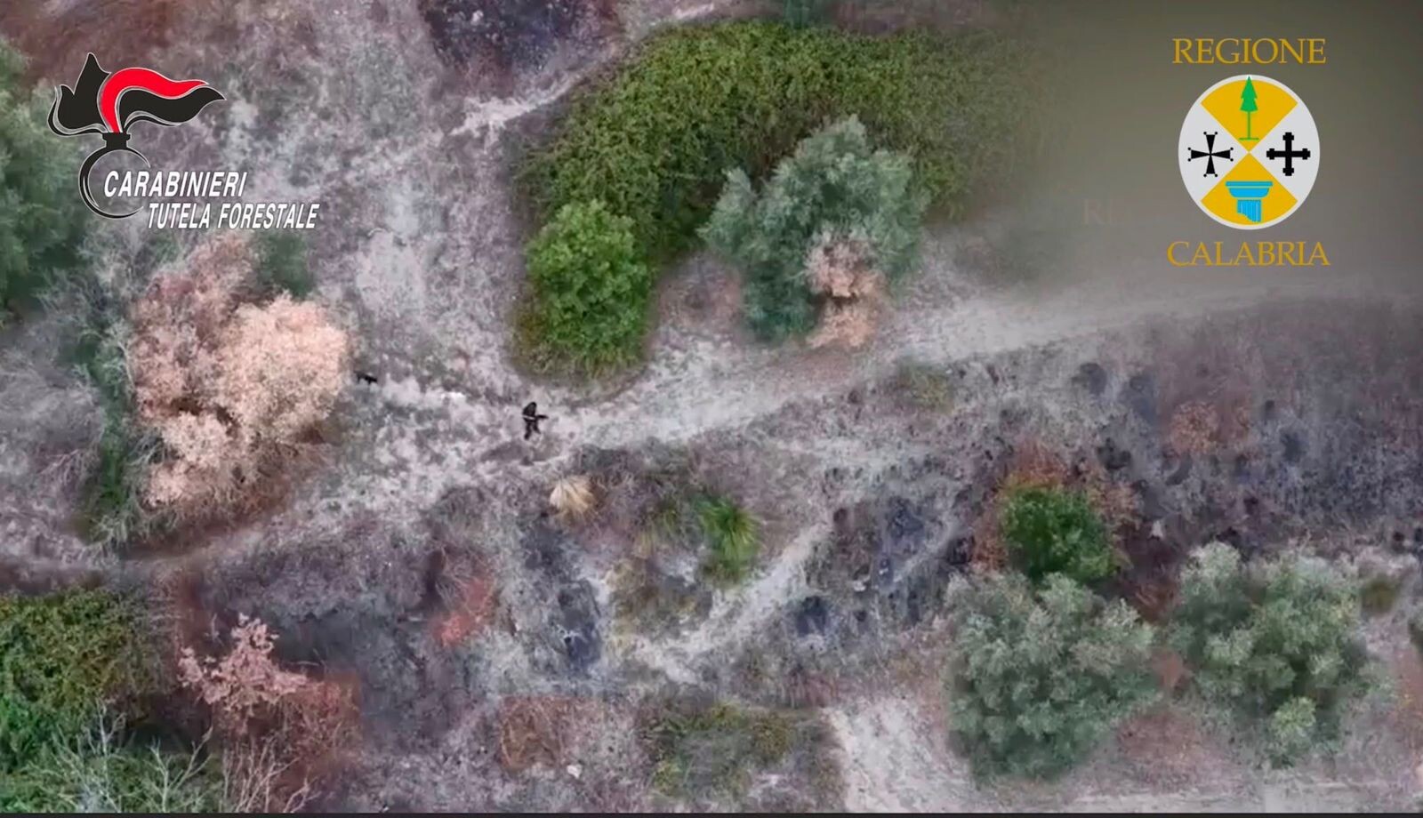 images Incendio doloso a Filandari, 50enne arrestato dopo essere stato ripreso da un drone (VIDEO)