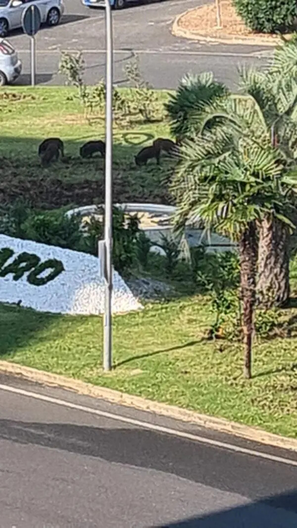 Cinghiali per strada vicino al ponte Morandi images Cinghiali per strada vicino al ponte Morandi