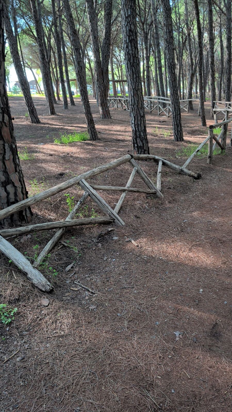Allagamenti a Catanzaro e pineta di Giovino, Riccio: "Prendiamo atto degli impegni assunti dal Sindaco" images Allagamenti a Catanzaro e pineta di Giovino, Riccio: "Prendiamo atto degli impegni assunti dal Sindaco"