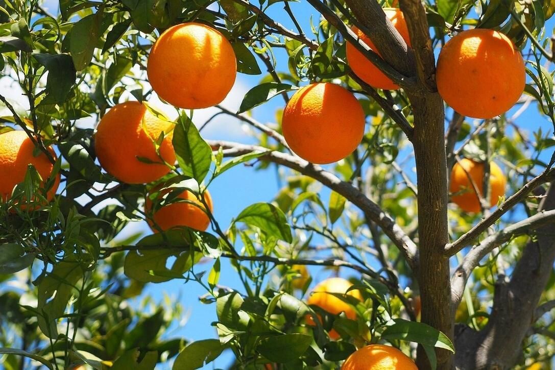 Quintali di agrumi rubati ad un'azienda agricola di Rosarno, Coldiretti: "Atto criminoso" images Quintali di agrumi rubati ad un'azienda agricola di Rosarno, Coldiretti: "Atto criminoso"