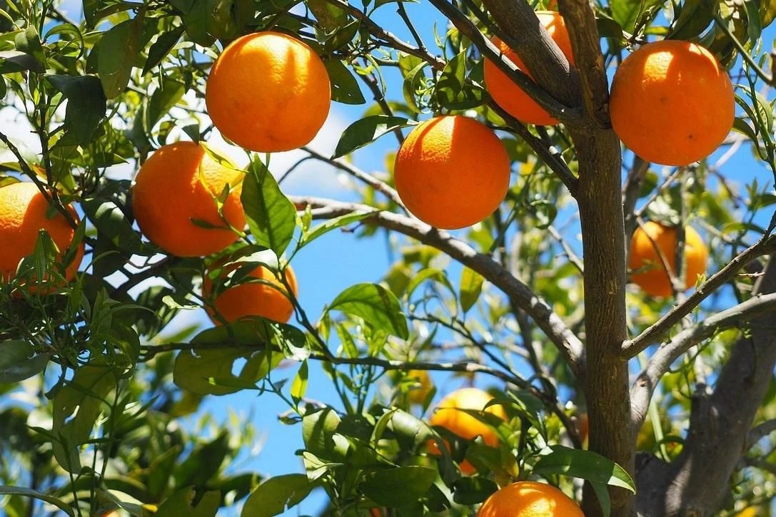Quintali di agrumi rubati ad un'azienda agricola di Rosarno, Coldiretti: "Atto criminoso"
