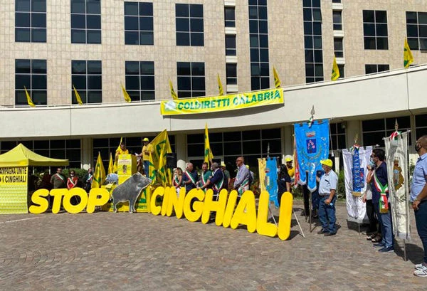 Cinghiali fuori controllo, Coldiretti lancia l’allarme: "Emergenza in Sila, a rischio la Patata IGP"