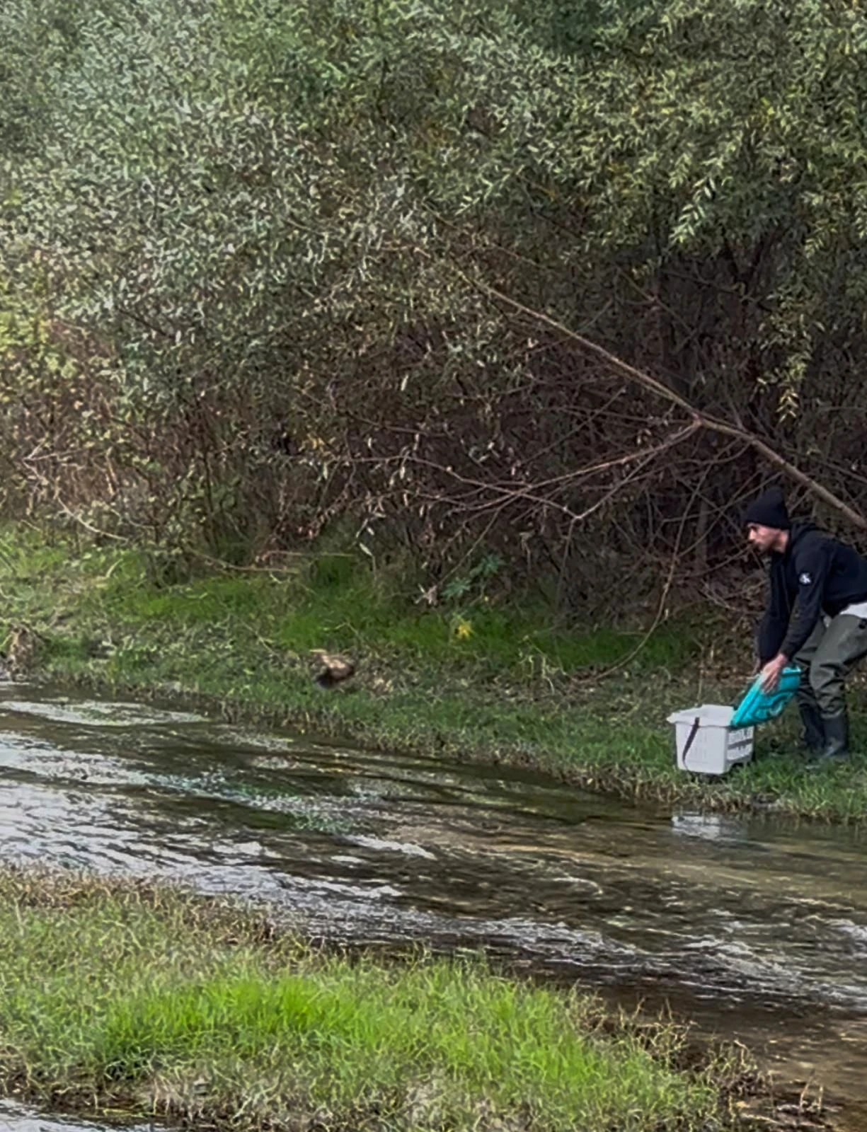 Catanzaro, il Cras restituisce alla natura un tarabusino e un gabbiano corallino