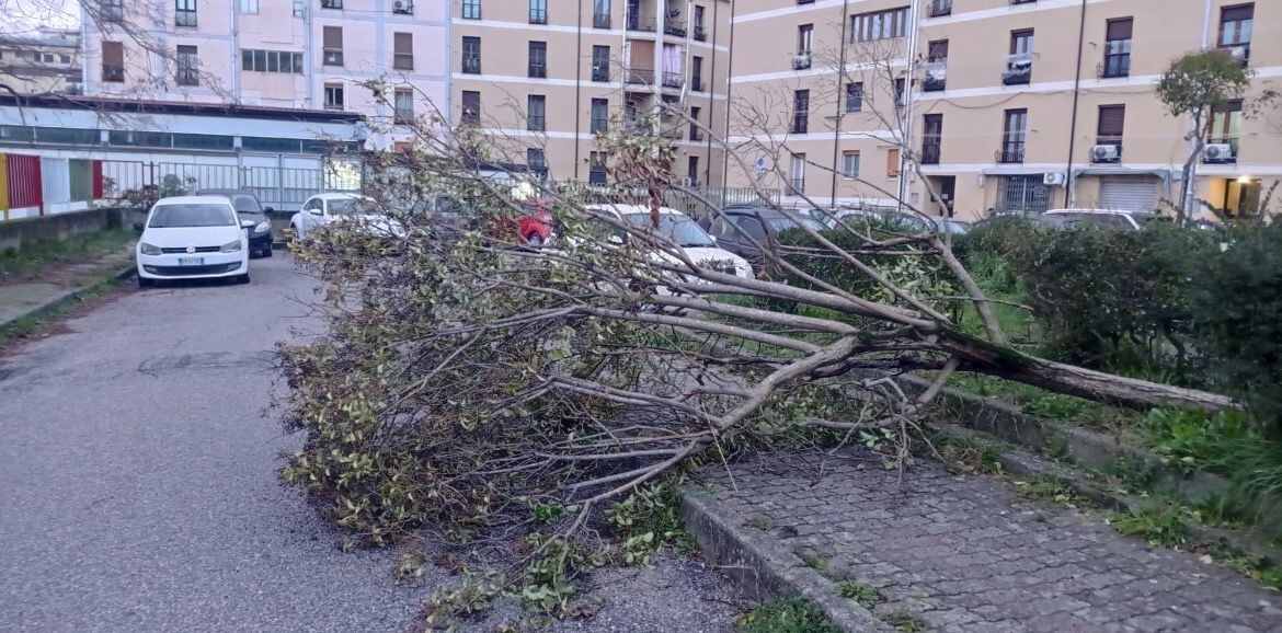 images Catanzaro, albero caduto in via Padre Merante