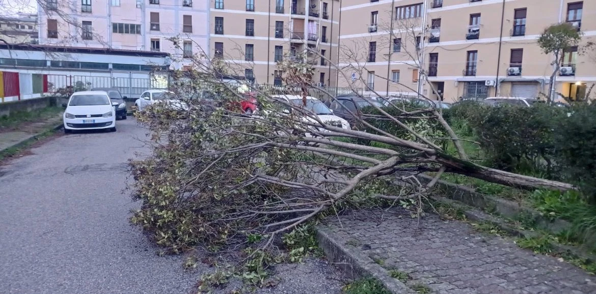 Catanzaro, albero caduto in via Padre Merante