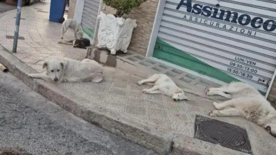 Paura a Catanzaro, donna con figlia e cagnolini aggredita da randagi: “Ora s’intervenga davvero" images Paura a Catanzaro, donna con figlia e cagnolini aggredita da randagi: “Ora s’intervenga davvero"