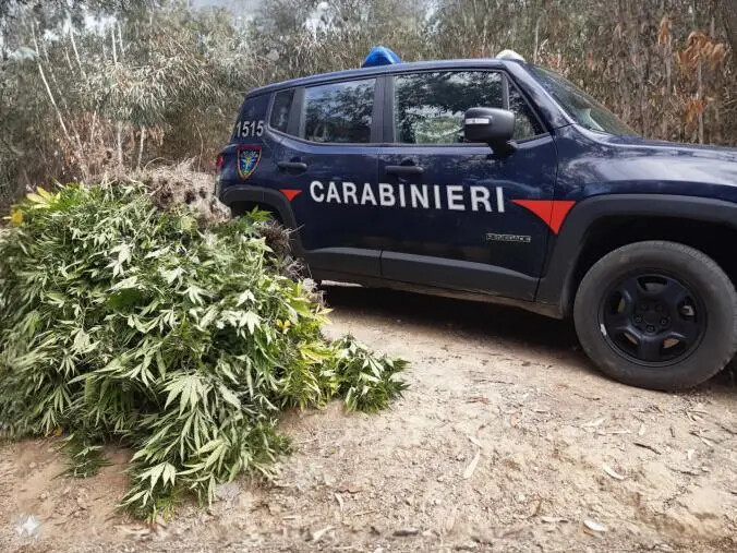 Scoperte oltre 500 piante di marijuana nella campagna del Crotonese images Scoperte oltre 500 piante di marijuana nella campagna del Crotonese
