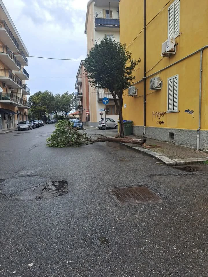 0f1cdd47-7c87-4b22-a828-adf07a31d10a_albero-spazzato-via.webp