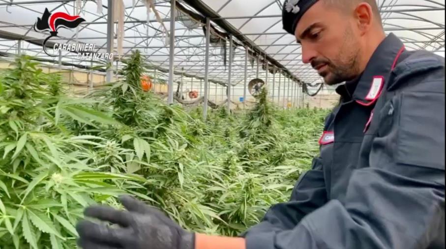 Operazione Oro verde. In un vivaio di Sellia Marina scoperte 10mila piante di cannabis, in manette il titolare (VIDEO) images Operazione Oro verde. In un vivaio di Sellia Marina scoperte 10mila piante di cannabis, in manette il titolare (VIDEO)