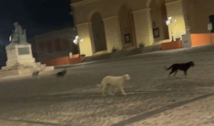Randagismo a Cosenza, Perugini: "Un problema serio che va prevenuto, non rincorso"
images Randagismo a Cosenza, Perugini: "Un problema serio che va prevenuto, non rincorso"