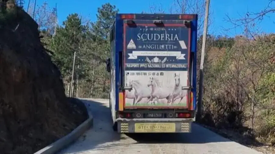 images La Scuderia Angilletti protesta contro il Comune di Sersale: "L'ente non adempie al mantenimento dei suoi cavalli"