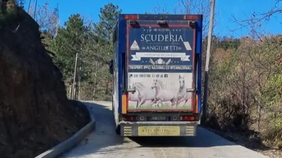 La Scuderia Angilletti protesta contro il Comune di Sersale: "L'ente non adempie al mantenimento dei suoi cavalli" images La Scuderia Angilletti protesta contro il Comune di Sersale: "L'ente non adempie al mantenimento dei suoi cavalli"