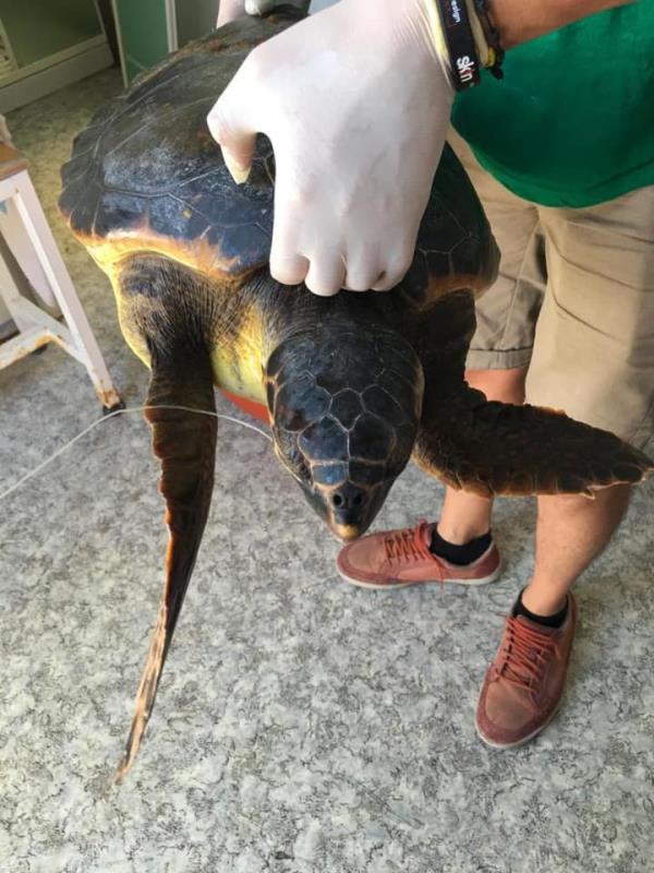 A Crotone salvata una caretta caretta che aveva ingoiato un amo images A Crotone salvata una caretta caretta che aveva ingoiato un amo
