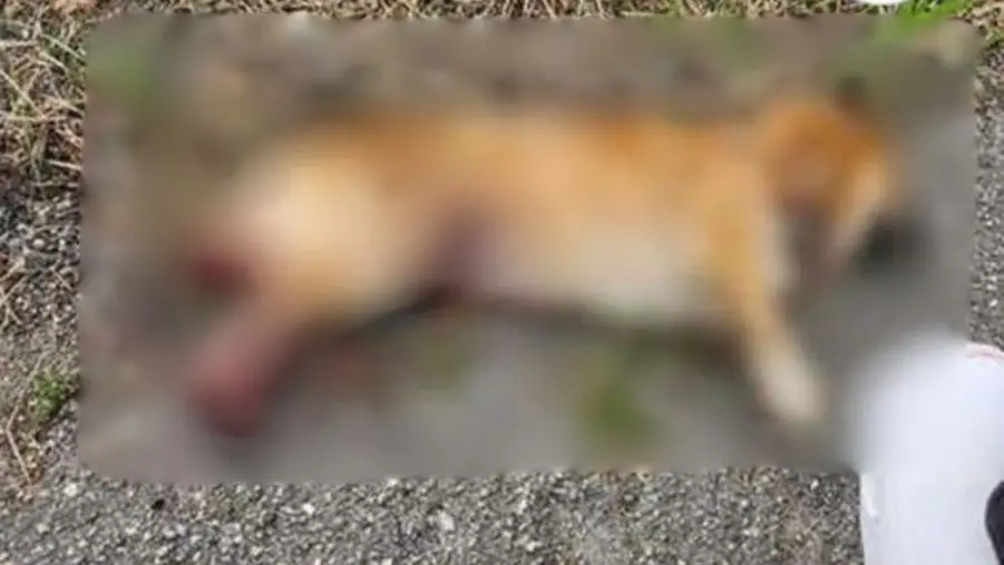 Violenza inaudita nel quartiere Signorello di Catanzaro: cane torturato, castrato e trucidato images Violenza inaudita nel quartiere Signorello di Catanzaro: cane torturato, castrato e trucidato