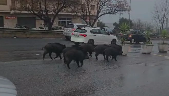 Catanzaro, l'allerta meteo non ferma i cinghiali che attraversano Viale dei Filippis