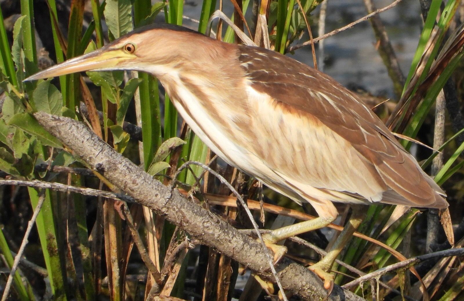 images Catanzaro, il Cras restituisce alla natura un tarabusino e un gabbiano corallino