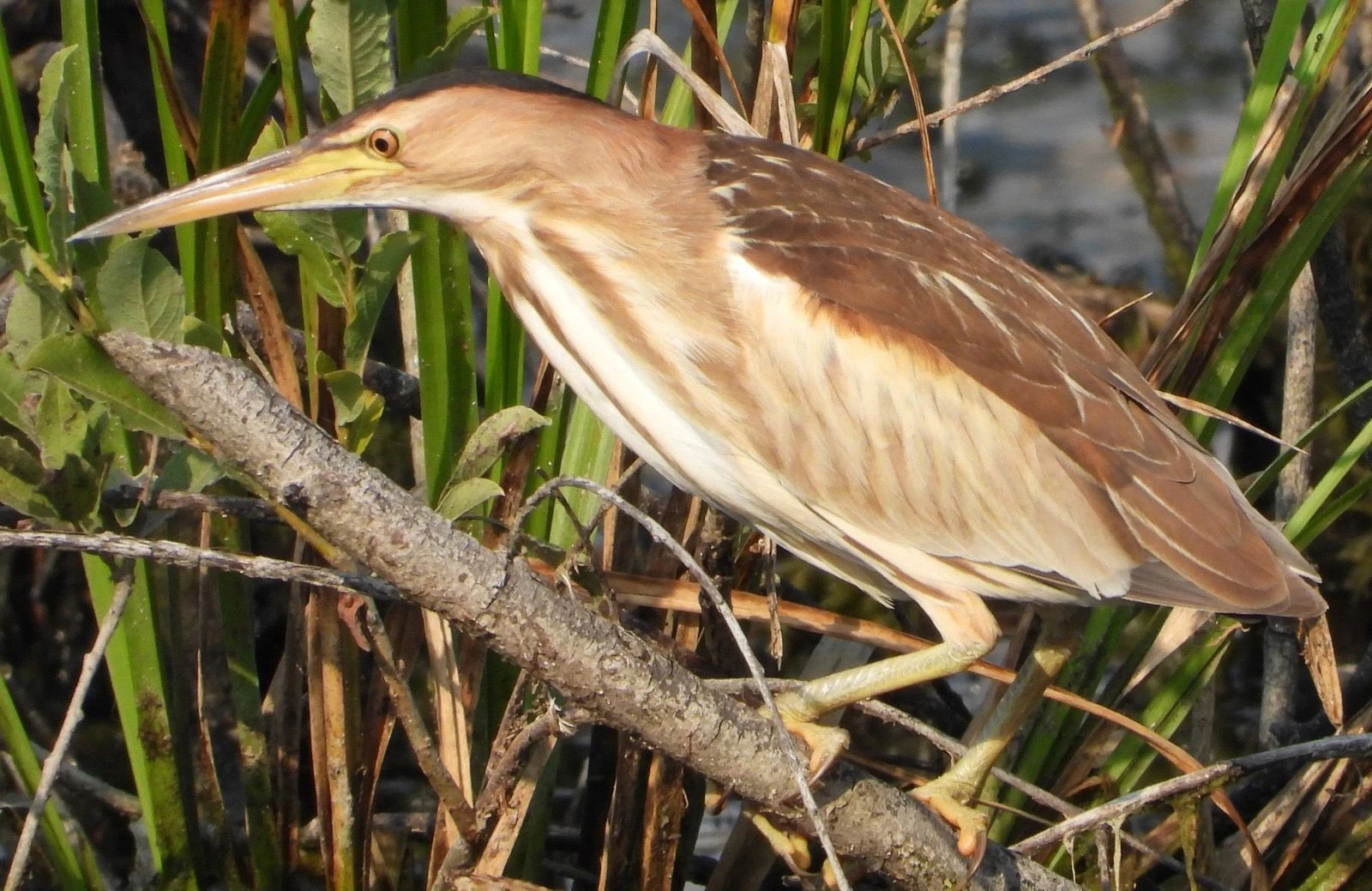 Catanzaro, il Cras restituisce alla natura un tarabusino e un gabbiano corallino