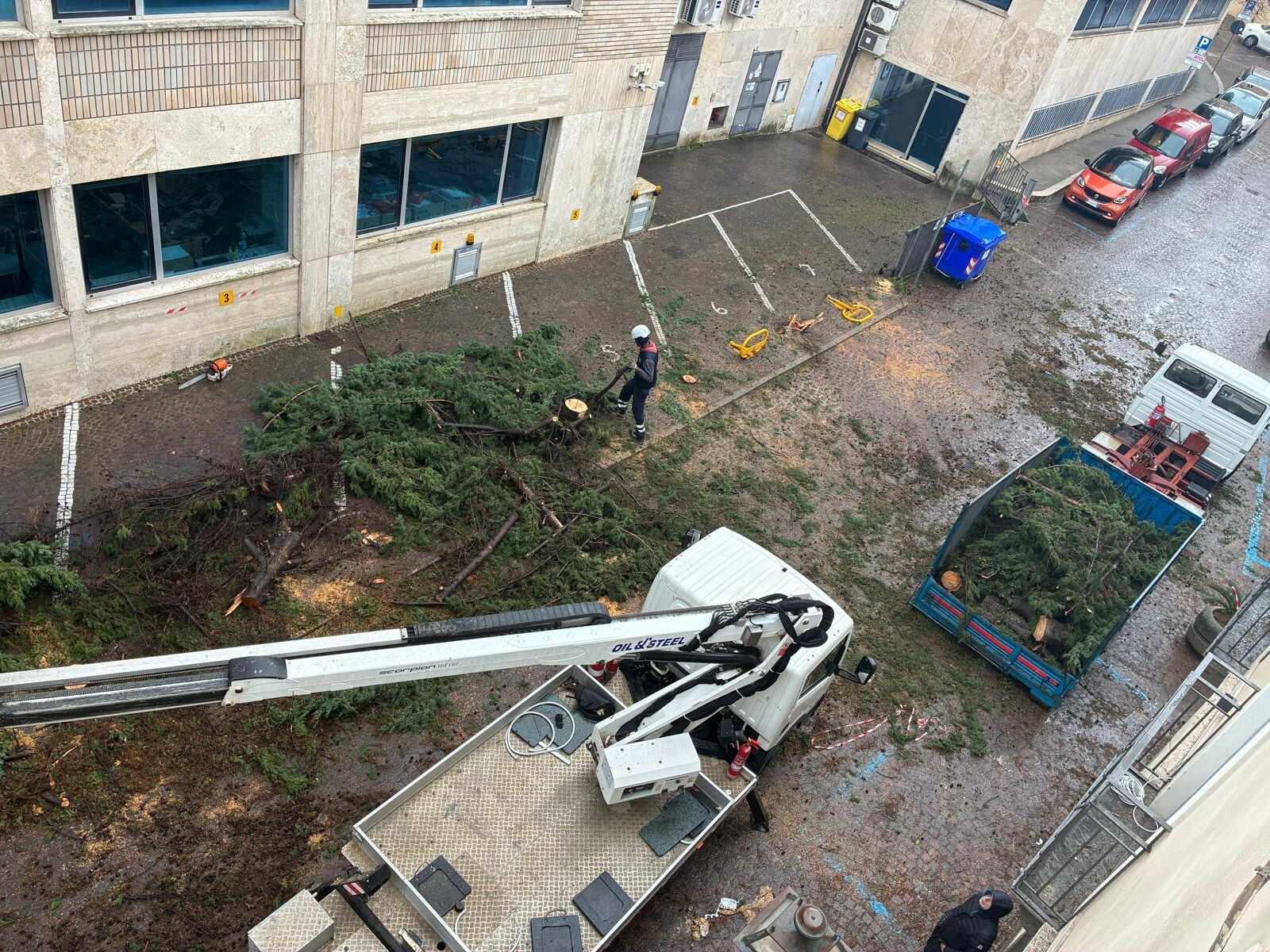 images “Abbattimento indiscriminato di alberi a Catanzaro”, per Carpino e Palaia violato il Regolamento  