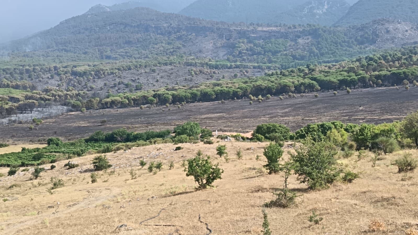images Incendi e siccità: Coldiretti Calabria chiede alla Regione interventi urgenti per agricoltori e allevatori danneggiati