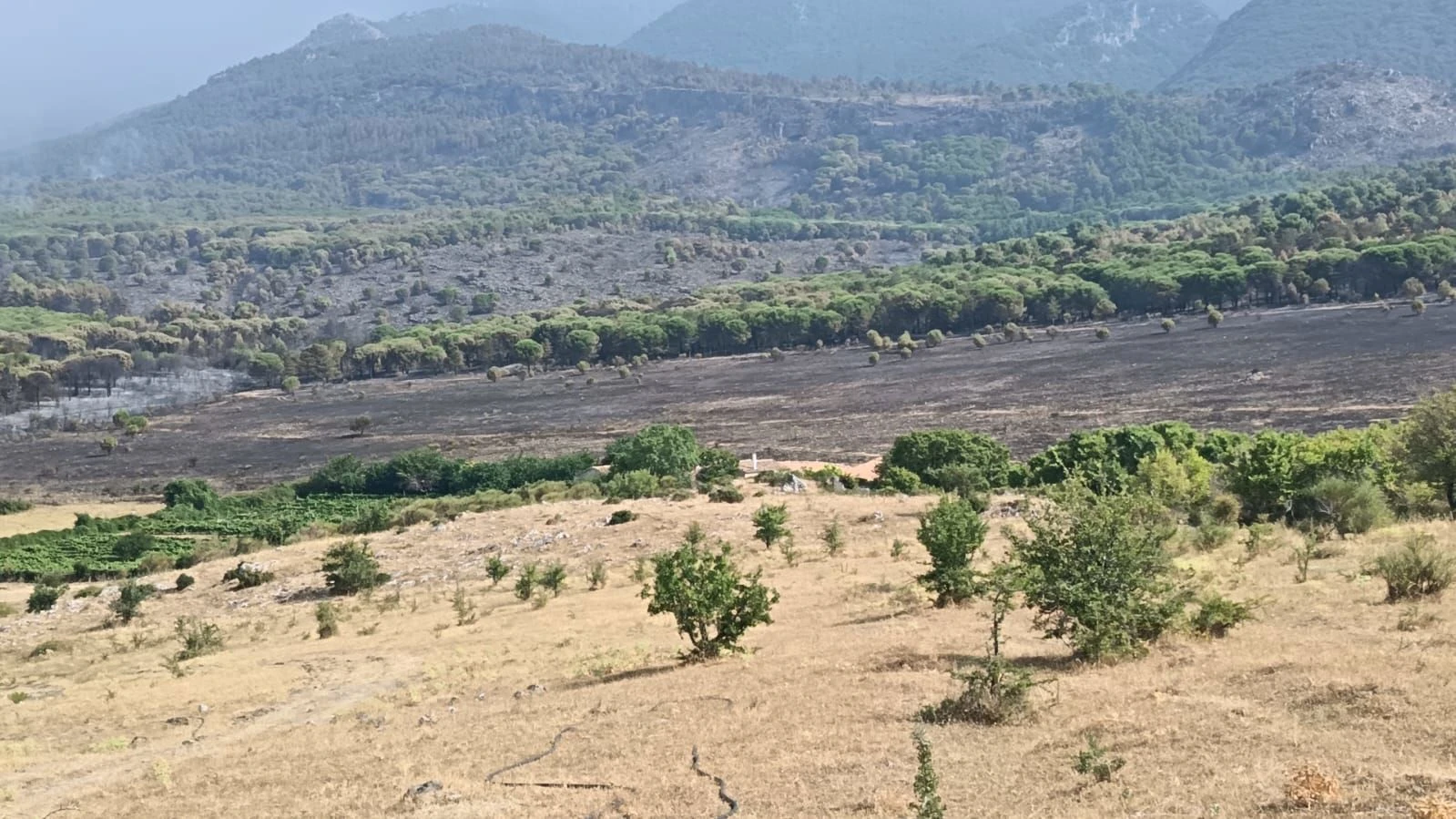 Incendi e siccità: Coldiretti Calabria chiede alla Regione interventi urgenti per agricoltori e allevatori danneggiati