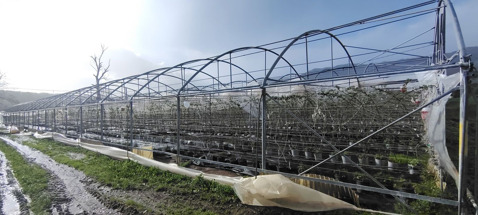 Maltempo, Coldiretti: "Campi allagati, colture inondate e strutture divelte dal vento" images Maltempo, Coldiretti: "Campi allagati, colture inondate e strutture divelte dal vento"