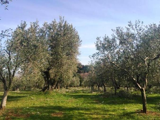 Il caldo mette a rischio la campagna olivicola. L'AIC Cosenza: "Serve strategia d'intervento" images Il caldo mette a rischio la campagna olivicola. L'AIC Cosenza: "Serve strategia d'intervento"