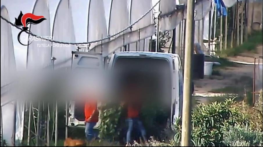 images Reggio Calabria, producevano sostanza stupefacente simulando la coltivazione di canapa sativa: 11 arresti 