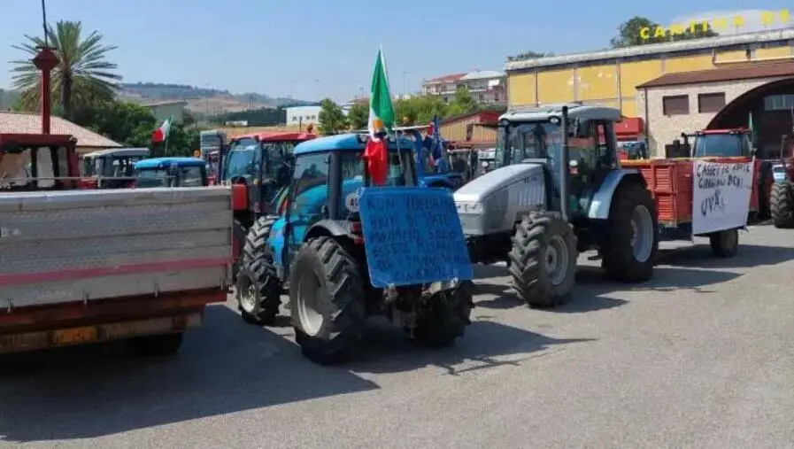Emergenza cinghiali, il Comune di Lamezia vicino agli agricoltori che protestano a Cosenza images Emergenza cinghiali, il Comune di Lamezia vicino agli agricoltori che protestano a Cosenza