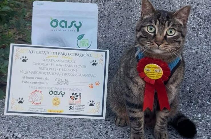 images Cambio di location per la IX Sfilata amatoriale per cani, gatti e coniglietti: in passerella al giardino rifugio di Su la Zampa di Catanzaro 