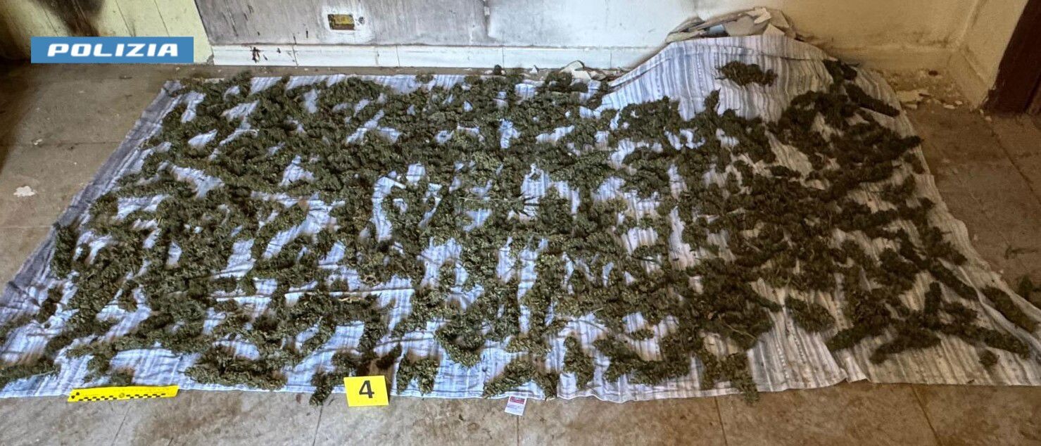 Deteneva droga a casa, un arresto nel Reggino: sequestrati oltre 8 kg di marijuana images Deteneva droga a casa, un arresto nel Reggino: sequestrati oltre 8 kg di marijuana
