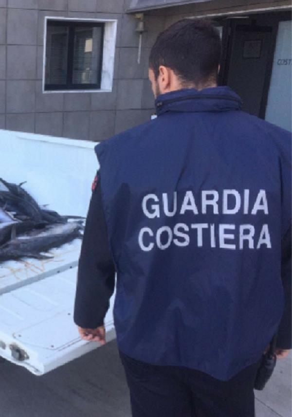 La Guardia Costiera sequestra alcuni immobili abusivi sulla spiaggia di Ricadi images La Guardia Costiera sequestra alcuni immobili abusivi sulla spiaggia di Ricadi